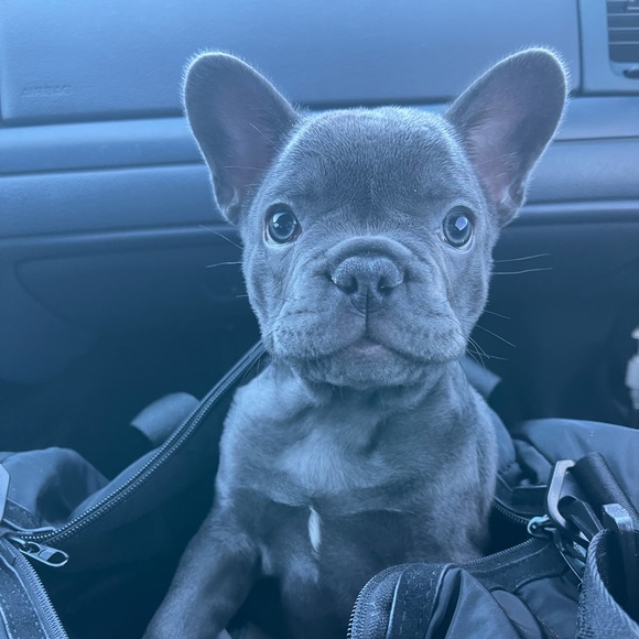 Meet your Posher, Janice - Picture 2 of 2